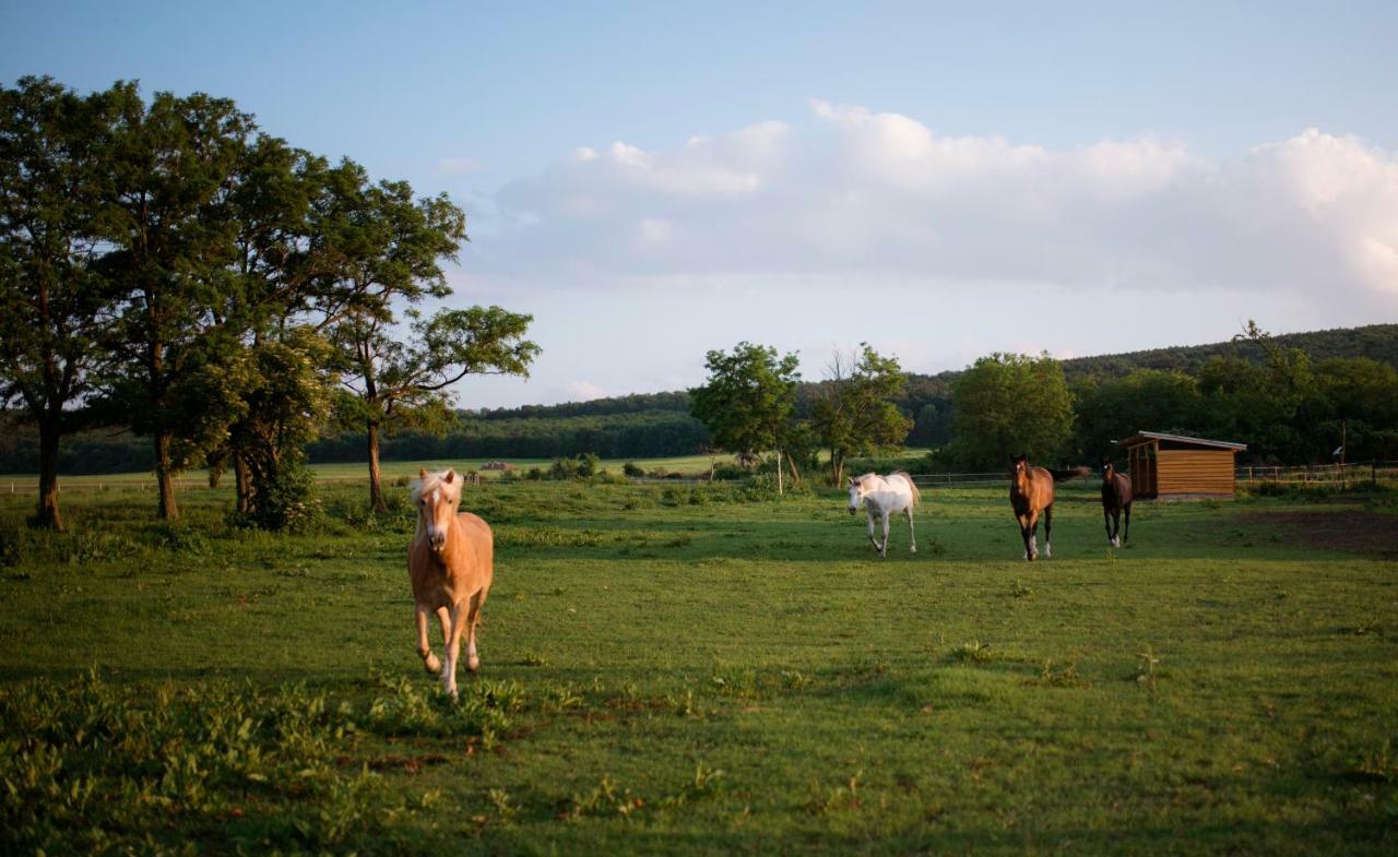TörökbálintHouse Of The Golden Horse In Hosszureti Lovas Major公寓 外观 照片
